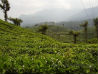 वायनाड