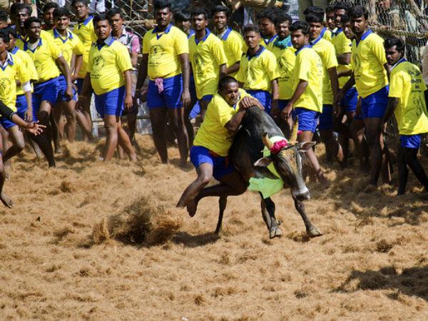 जल्लिकट्टू - जहां किया जाता है सांड को काबू