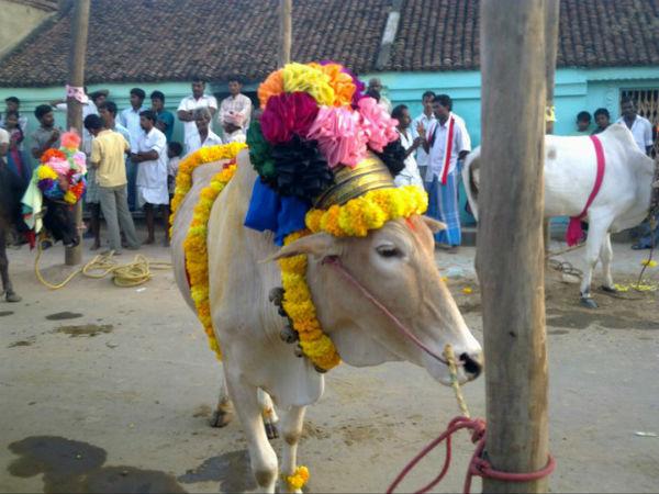 जल्लिकट्टू - जहां किया जाता है सांड को काबू