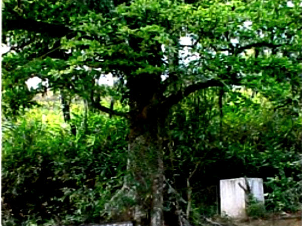 चेन ट्री, वायनाड