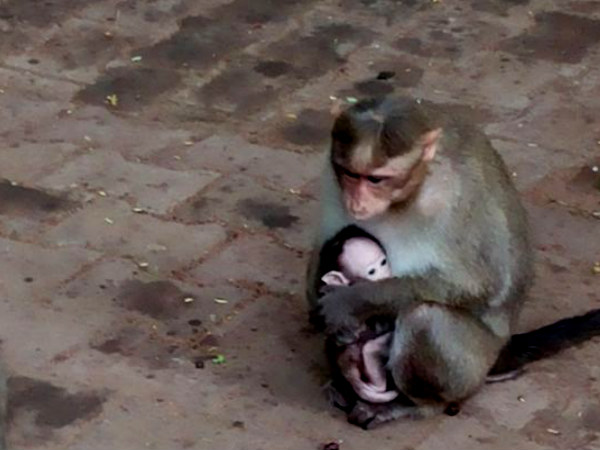 मैसूर ज़ू - पंकज शॉ