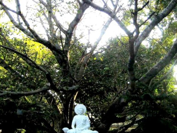 महा बोधी सोसाइटी - श्रुति एसयू