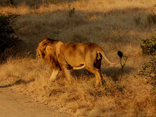 lion in hindi wikipedia lion in hindi wikipedia