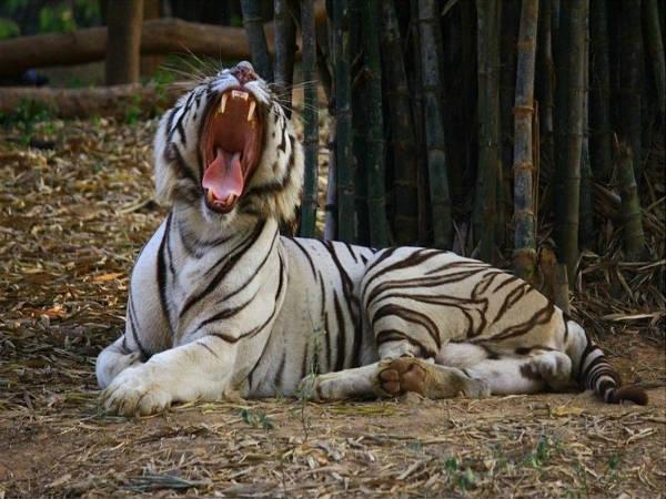 अरिगनार अन्ना जूलॉजिकल पार्क