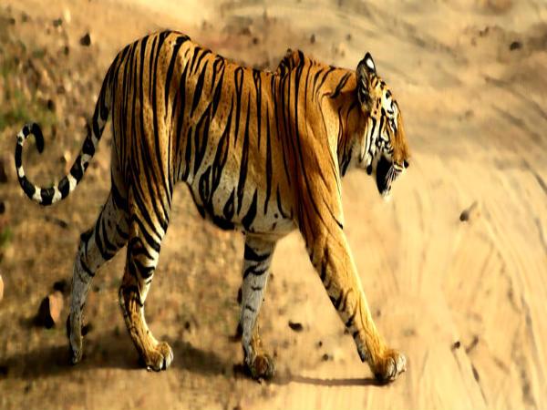 बांधवगढ़ नेशनल पार्क