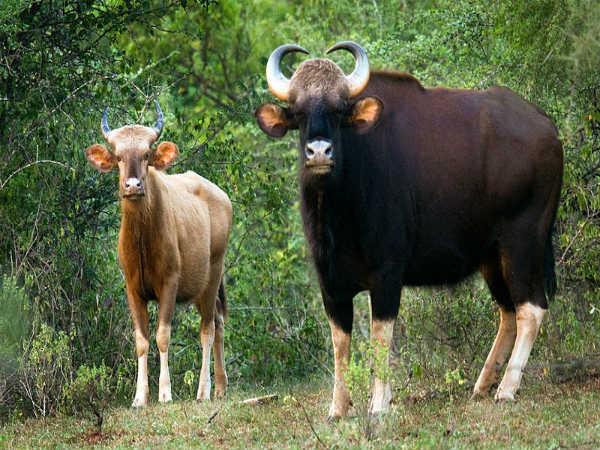 चिन्नार वन्यजीव अभयारण्य