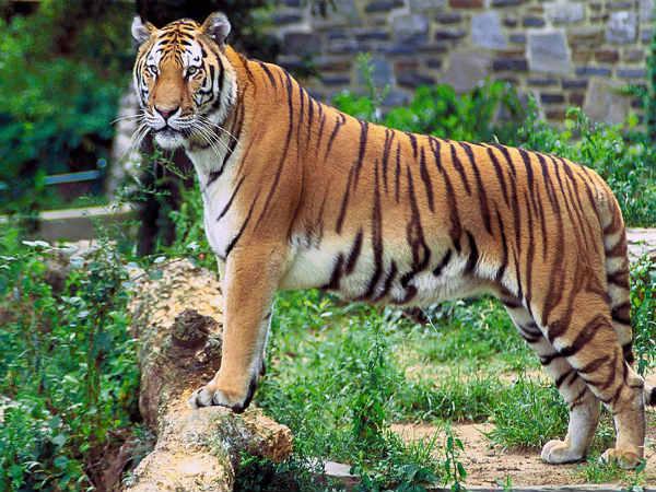 कॉर्बेट नेशनल पार्क