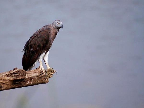पन्ना राष्ट्रीय उद्यान