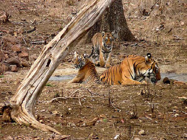 ताडोबा राष्ट्रीय उद्यान