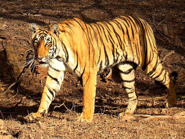 सरिस्का राष्ट्रीय उद्यान