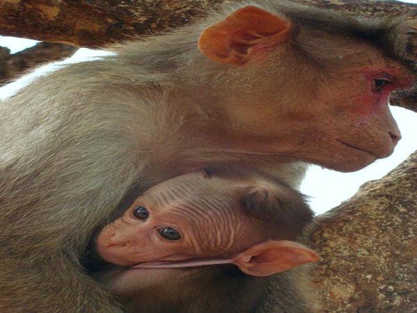 वाइल्डलाइफ