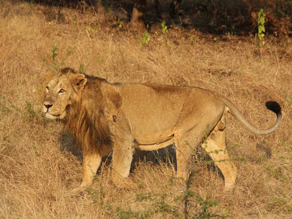 गिर राष्ट्रीय उद्यान