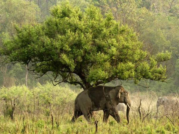 कॉर्बेट नेशनल पार्क