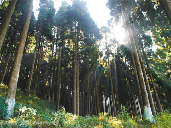 दार्जिलिंग