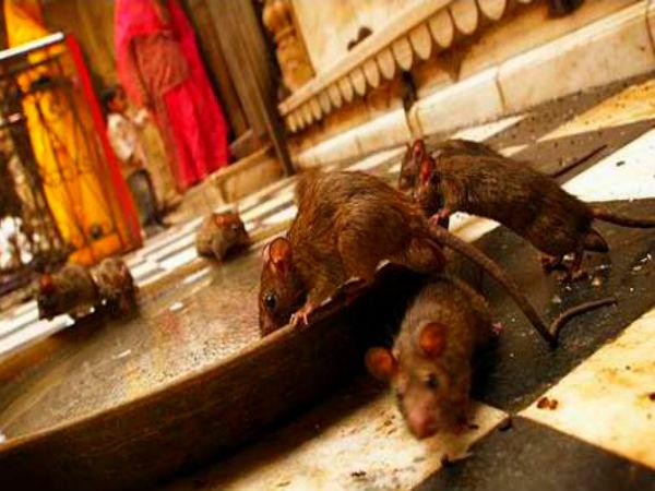 करणी माता मंदिर