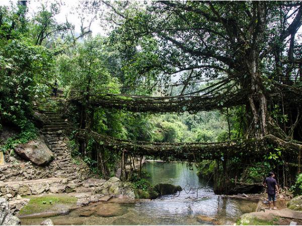 लिविंग रूट ब्रिज