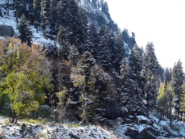 चंदनवारी