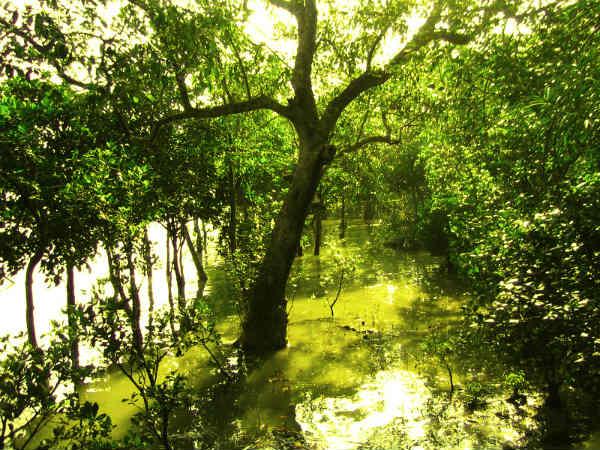 बेहतरीन तस्वीरें में सुंदरबन