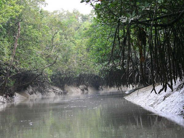बेहतरीन तस्वीरें में सुंदरबन