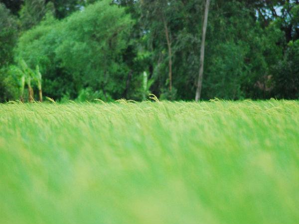 बेहतरीन तस्वीरें में सुंदरबन