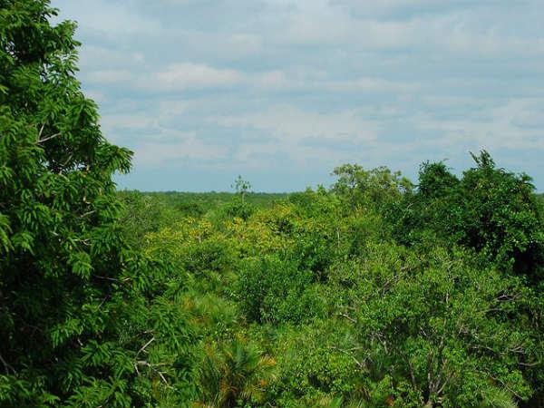 बेहतरीन तस्वीरें में सुंदरबन