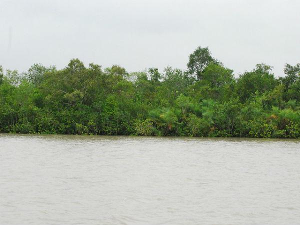 बेहतरीन तस्वीरें में सुंदरबन