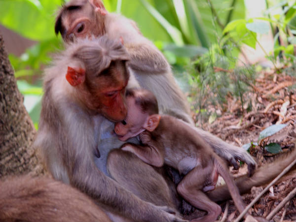 नंदी हिल्स में वन्यजीवन