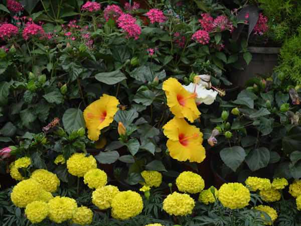 लालबाग फ्लावर शो 2014