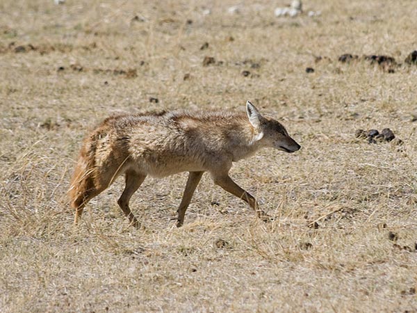 कुम्भलगढ़ वन्यजीव अभयारण्य