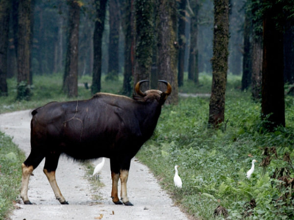 गोरुमारा