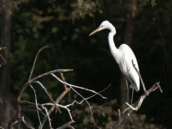 चम्बल गार्डन
