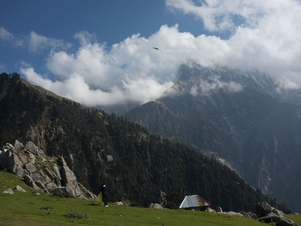 त्रियूंड