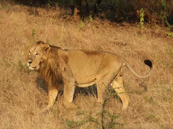 गिर वन राष्ट्रीय उद्यान