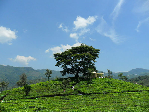 कोटगिरी