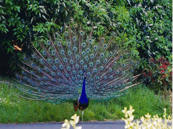 एलेन फोरस्ट जू