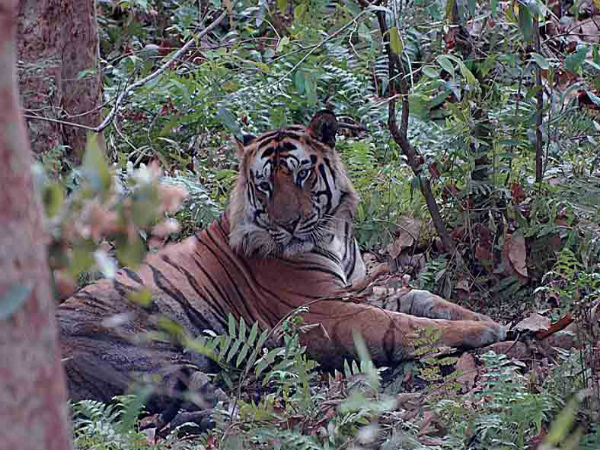 बांधवगढ़ राष्ट्रीय उद्यान