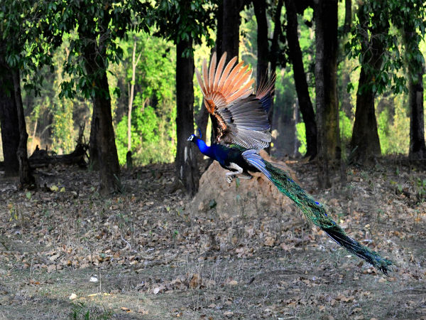 कान्हा राष्ट्रीय उद्यान