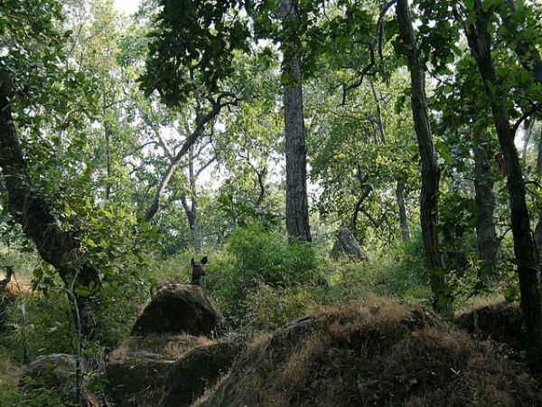 चिड़ियाघर