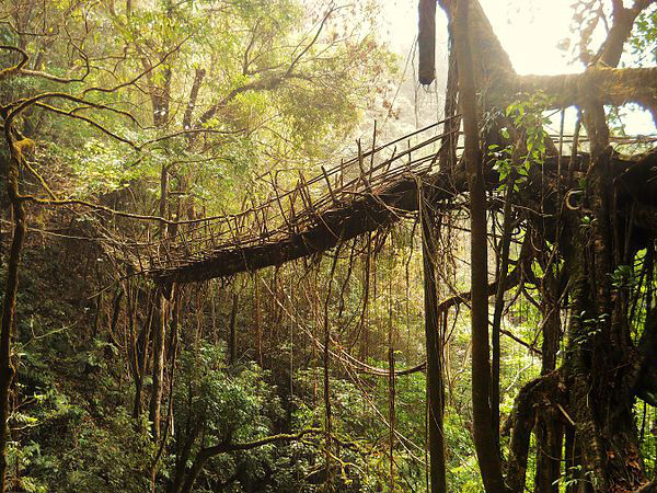 Living Bridge in Meghalaya Living Bridge in Meghalaya