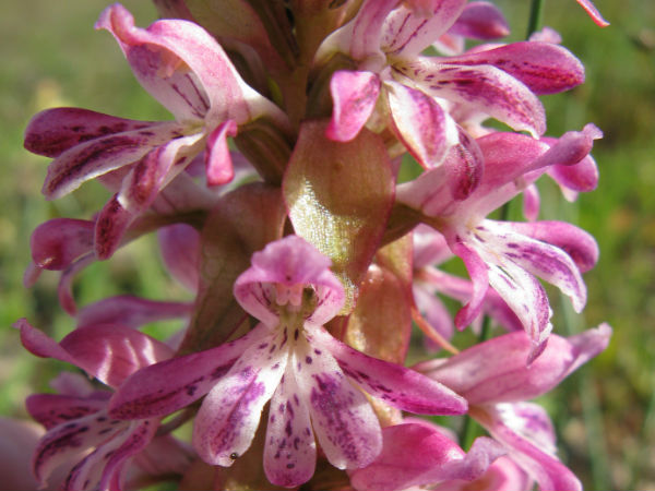 Ground Orchids Ground Orchids