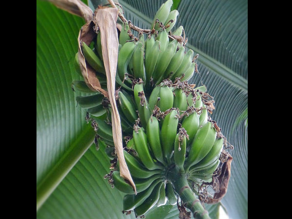 Bananas Bananas