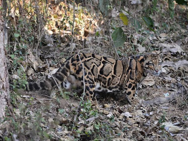 Clouded Leopard Clouded Leopard