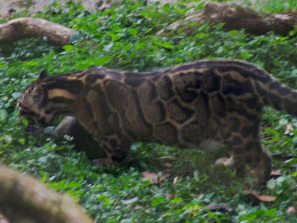 Clouded Leopard Clouded Leopard
