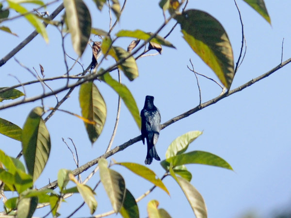 Dampa Tiger Reserve Dampa Tiger Reserve
