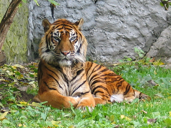 Tiger Tiger