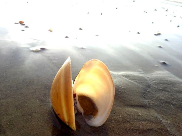 Chandipur Beach Chandipur Beach