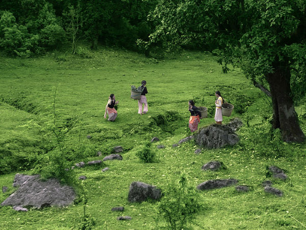 मेस्सरकुंड बुग्याल