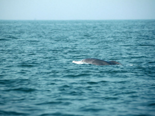 India's best dolphins destinations India's best dolphins destinations