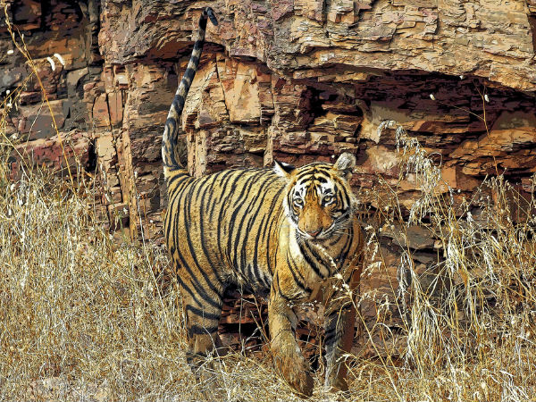 वाइल्डलाइफ फोटोग्राफी टूर