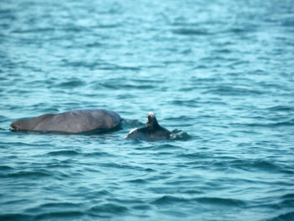 India's best dolphins destinations India's best dolphins destinations